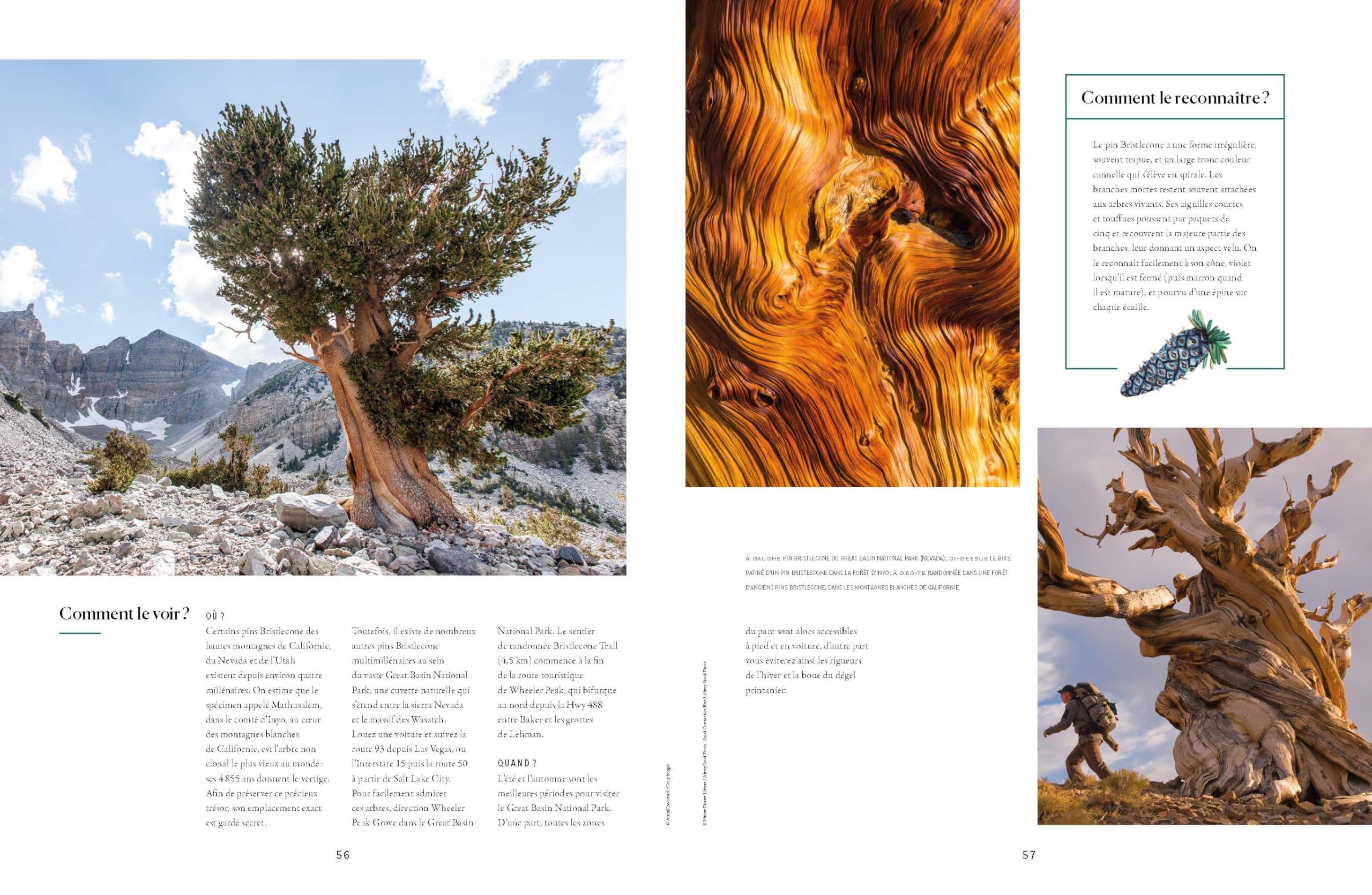 Lonely Planet - L'Atlas des arbres: Un incroyable tour du monde végétal
