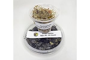 Dwarf White Isopods & Springtail Bioactive Feeders Clean Up Crew