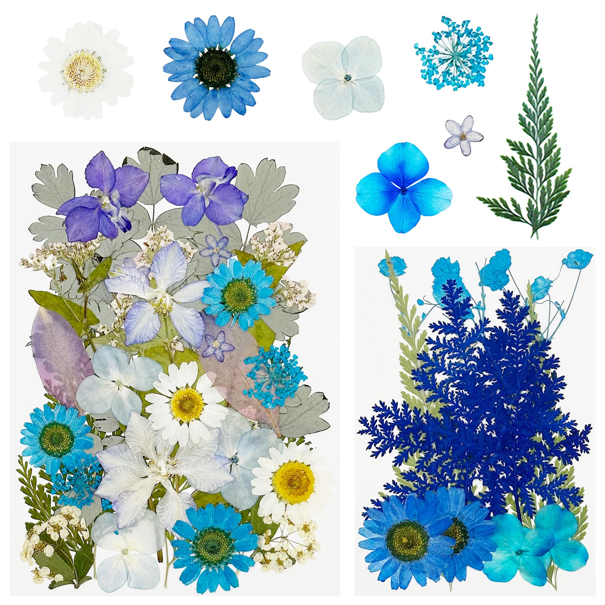 40 Fiori Pressati Naturali | Per Resina, Scrapbooking E Gioielli | Colori Viola E Foglie