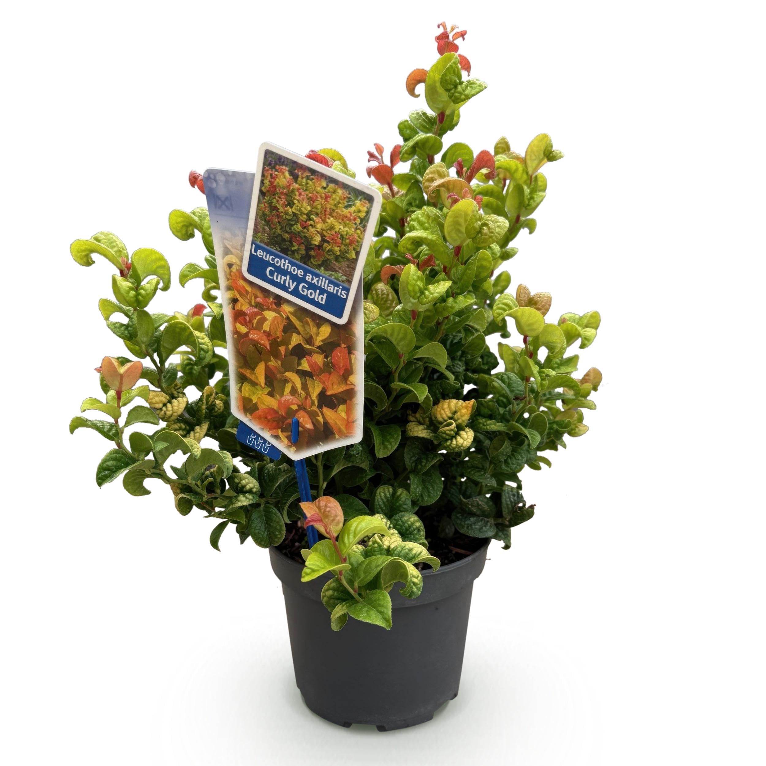 Leucothoe Curly Gold - Jaune - Feuillage persistant - Peu d'entretien - 30-40cm - Ø17cm - Plante de jardin