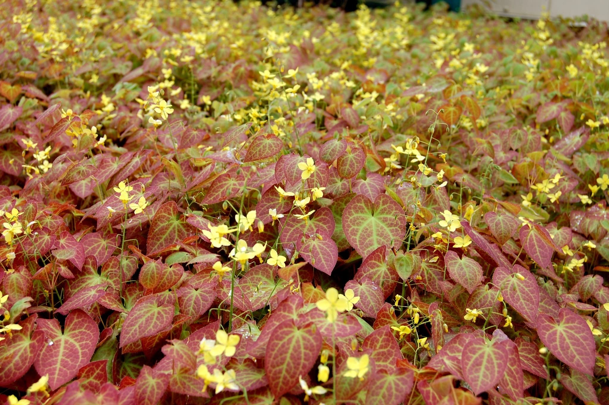 Stauden Gänge 10 x Epimedium x perralchicum 'Frohnleiten' Elfenblume