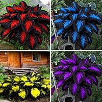 280+ Rare Mix Hosta Seeds - Non-GMO Heirloom Perennial Shade Flowers for Gardens, Pathways & Containers