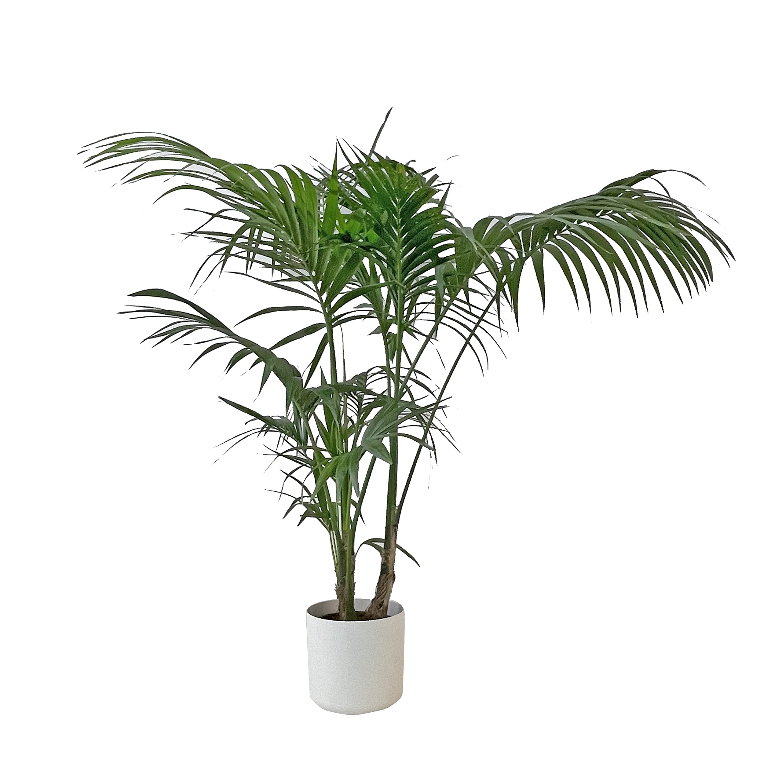 KENTIS - Howea Forsteriana Kentia - Palma - Piante da Interno Vere - Pianta Tropicale da Appartamento H 160-170 cm Vaso Ø 24 cm