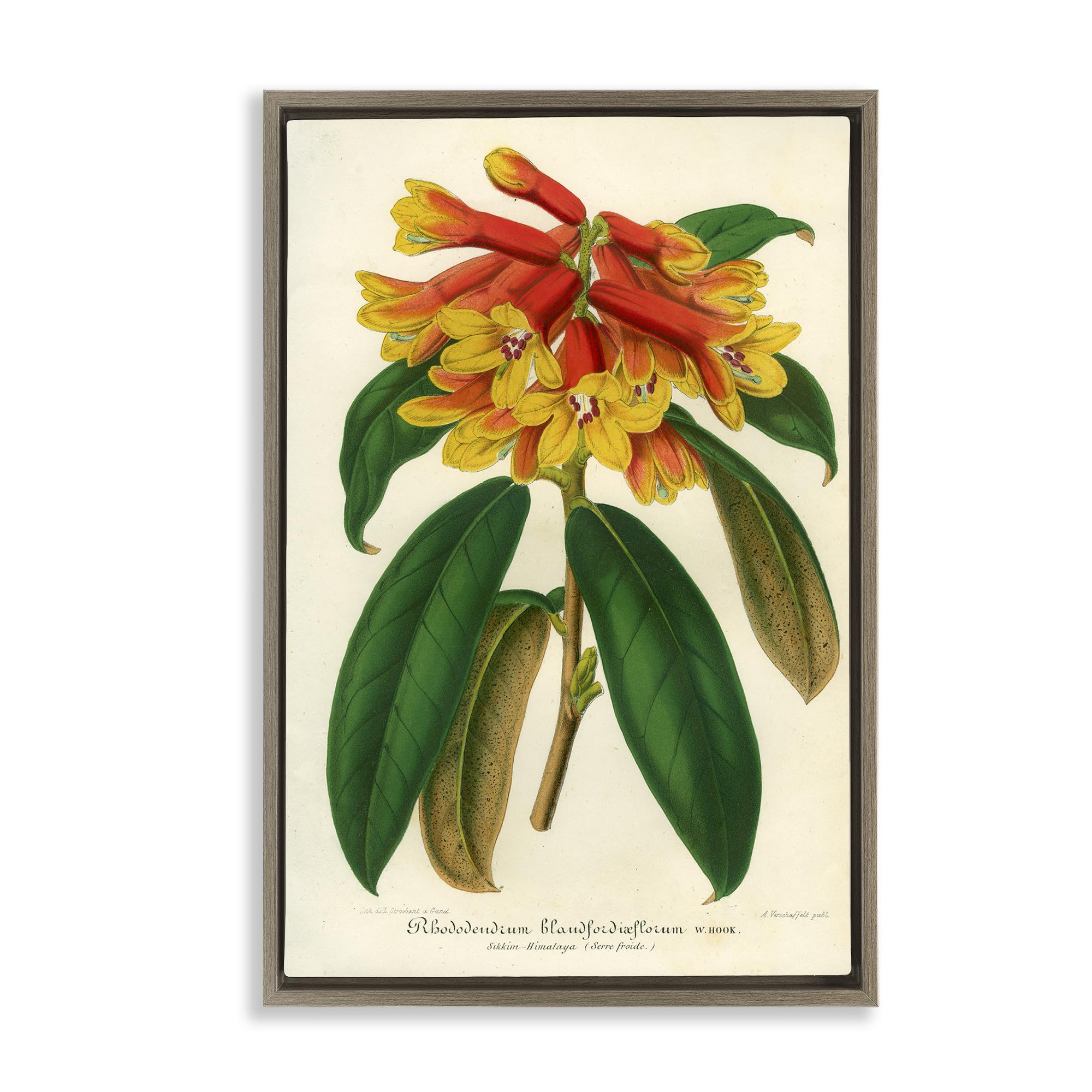 Stupell Industries Orange Yellow Rhododendron Botanical Wall Art for Dining Room, 20 x 30 Inch Gallery Wrapped Canvas Wall Art in Floater Frame, by Print Collection, Made in USA Gift