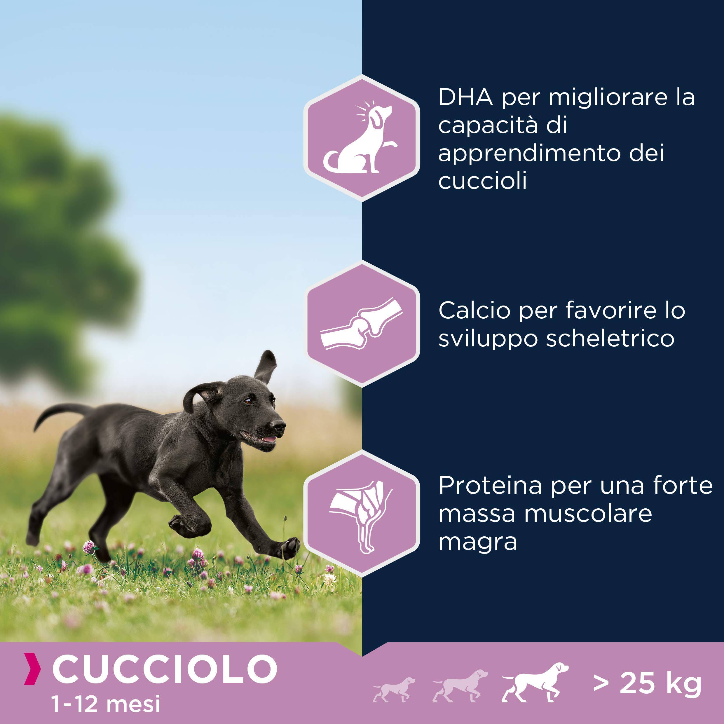 EUKANUBA Alimento Completo per Cuccioli di Taglia Grande al Pollo, Brown, 3 kg (Confezione da 1)