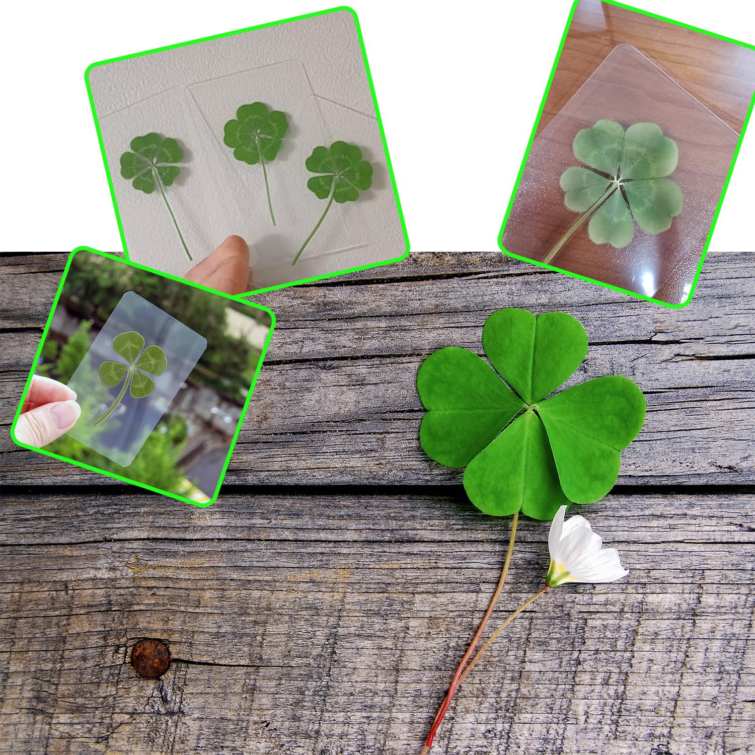 Amazon | compactini 本物の本物の4つ葉のクローバーカード
