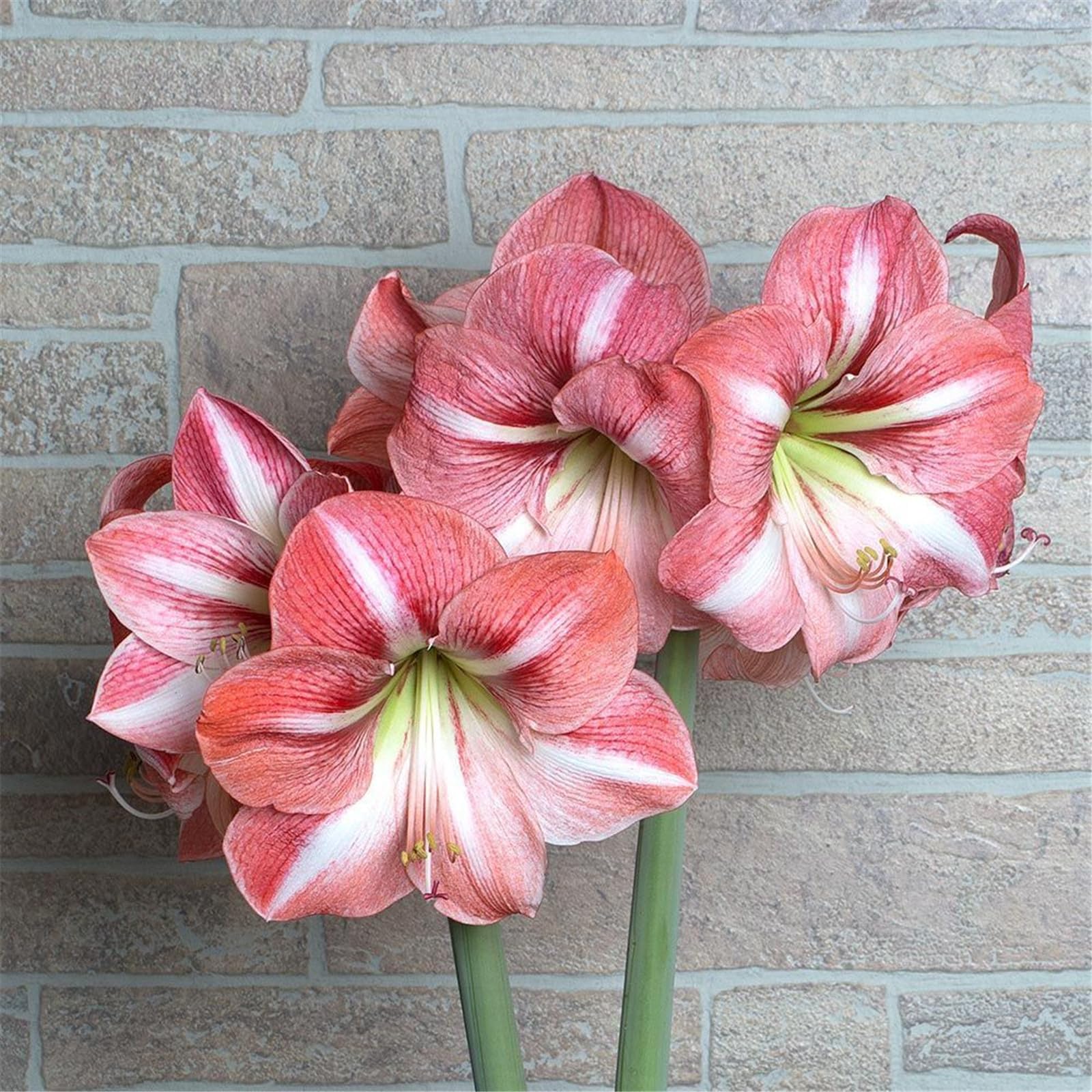 BEEBY Amaryllis Bulk-Horticulture and Planting Professional Planting,Potted Planting Beautify Environment-1bulb-C