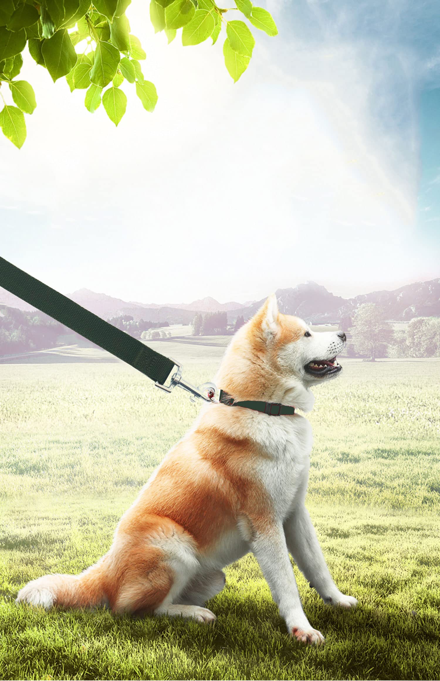 80-Foot (24m) Long Dog Training Lead - 25mm Wide, Strong Webbing, Various Colors (UK Made)