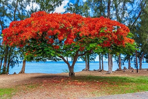 20 Seeds Delonix regia - Royal Poinciana Flamboyant Flame Tree Gulmohar