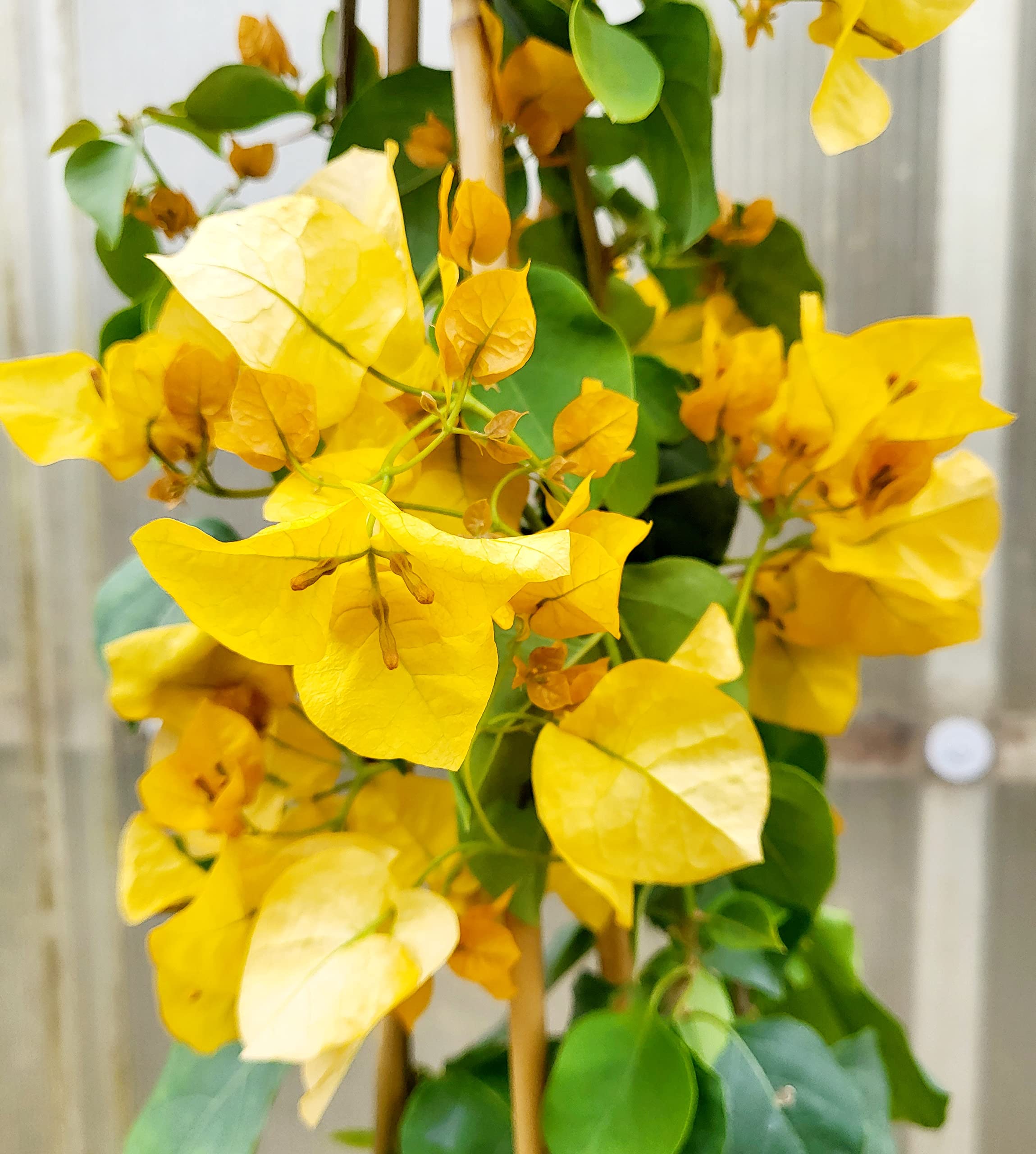POWERS TO FLOWERS - BOUGAINVILLEA, BUGANVILLEA GIALLA IN VASO 19CM DIAMETRO, ALTEZZA 70CM, pianta vera