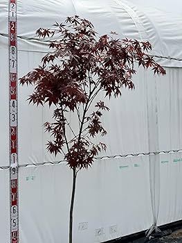 特選庭木✨黒紅葉が魅せる 野村モミジ 大苗110cm 特選庭木✨黒紅葉が魅せる 野村モミジ 大苗110cm もみじ 苗木 【野村