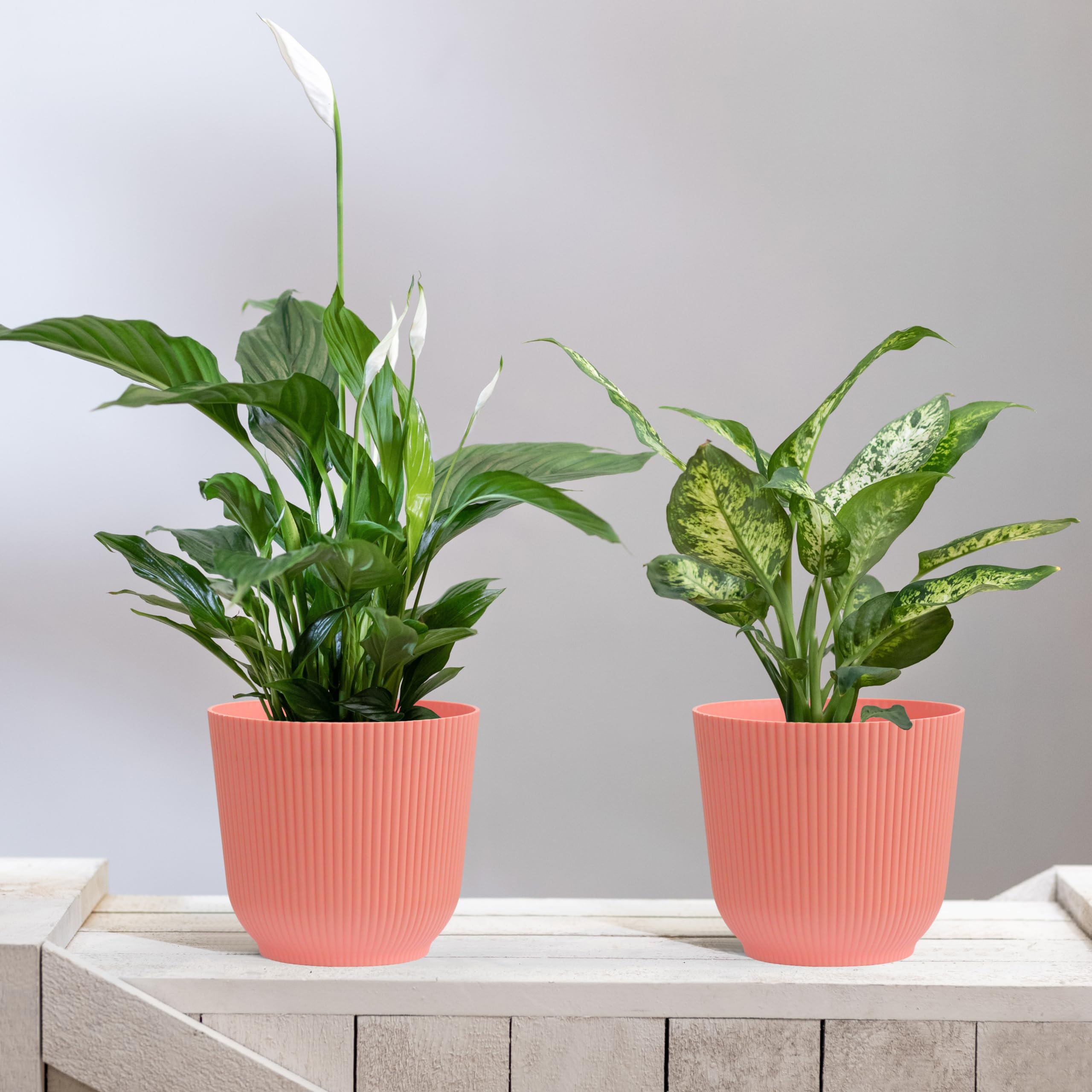 Feelove Platillo Para Plantas, Paquete De 6 Bandejas De 5 Pu | Meses