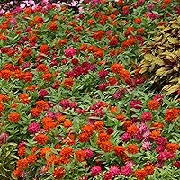 Vista 117 de Eden Brothers - Semillas de zinnia, cactus con flores, sin OMG, plantar en primavera, paquete, flores de bajo mantenimiento, zonas 3, 4, 5, 6, 7, 8