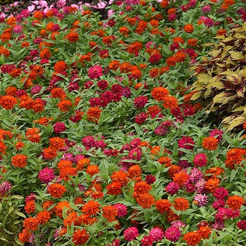 Miniatura 117 de Eden Brothers - Semillas de zinnia, cactus con flores, sin OMG, plantar en primavera, paquete, flores de bajo mantenimiento, zonas 3, 4, 5, 6, 7, 8