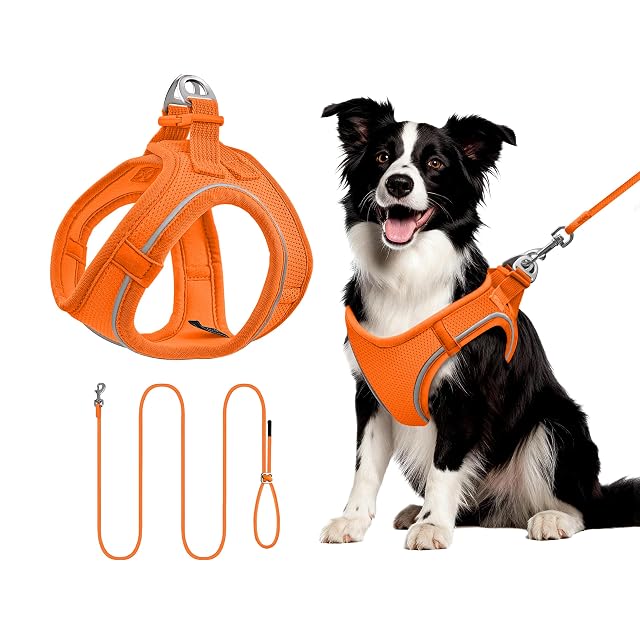 Arnés para Gatos con Correa 255cm L (Pecho 45-55cm) Naranja