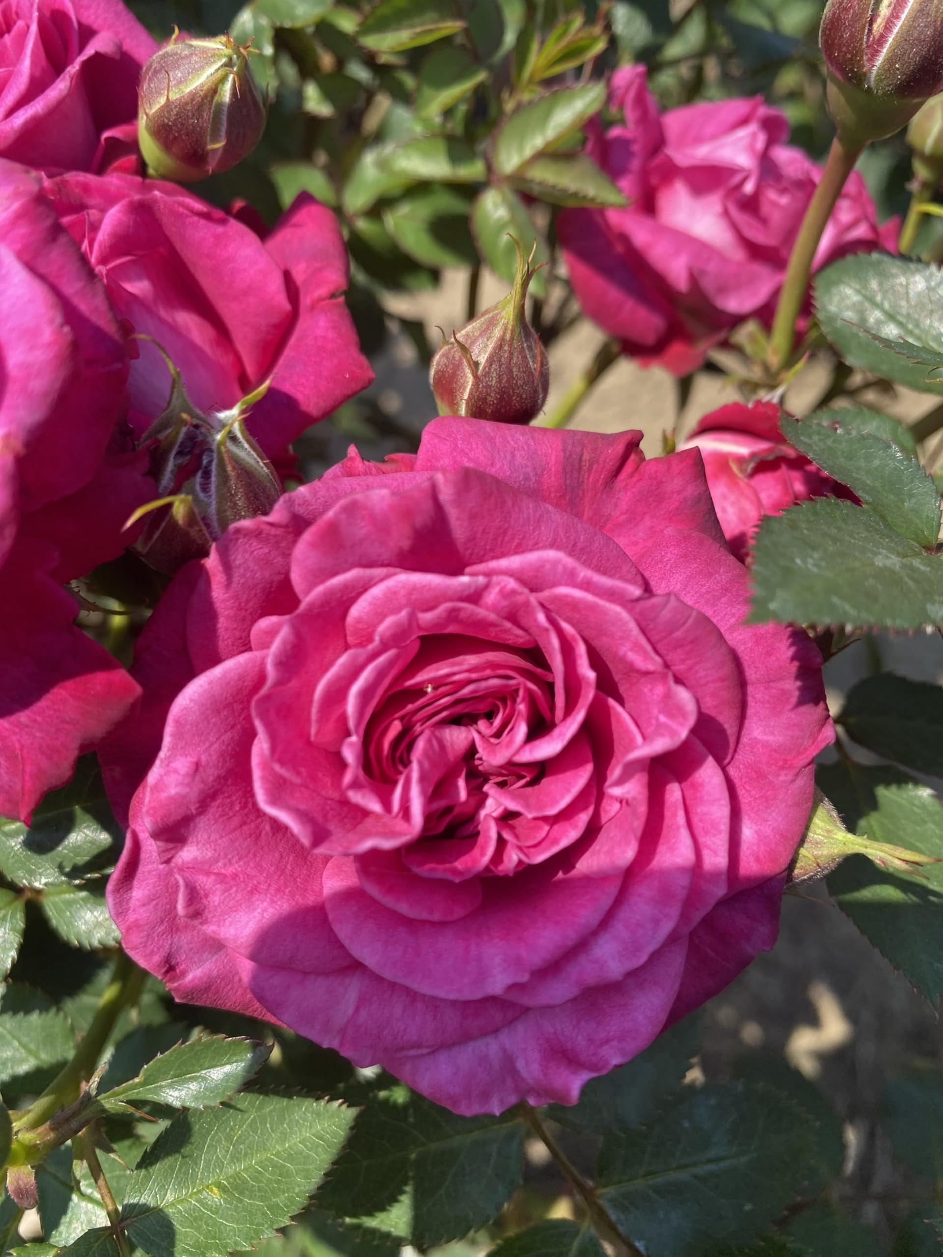 ‘Donna’ Pink Red Patio Rose - 4L Potted – Lovely Gift Idea