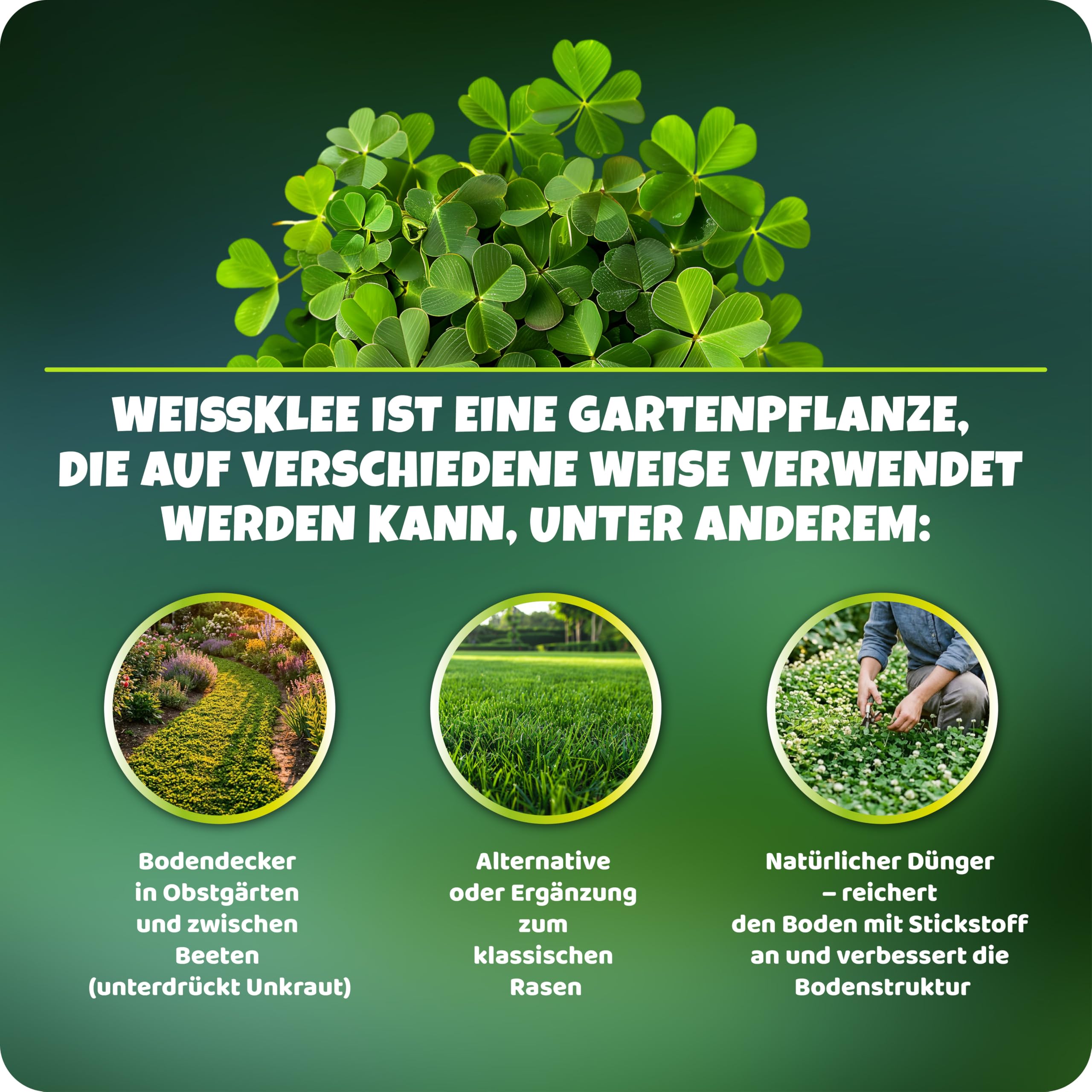 Mikroklee - Weißklee Trifolium repens 500g - Rasenklee bereichert den Rasen - Klee Samen zur Anlockung von Bienen -Saatgut für gleichmäßige, dichte Grasnarbe das ganze Jahr über