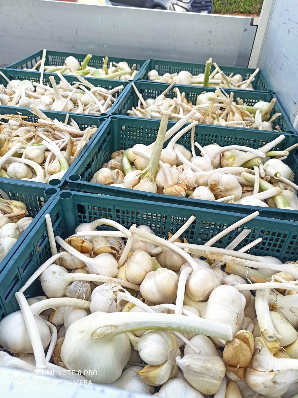 Aglione Baciami Ancora fresco coltivato in Valdichiana - Non dà cattivo alito - Gusto dolce e delicato - Da associare alle bruschette e con i pici o gli umbrichelli