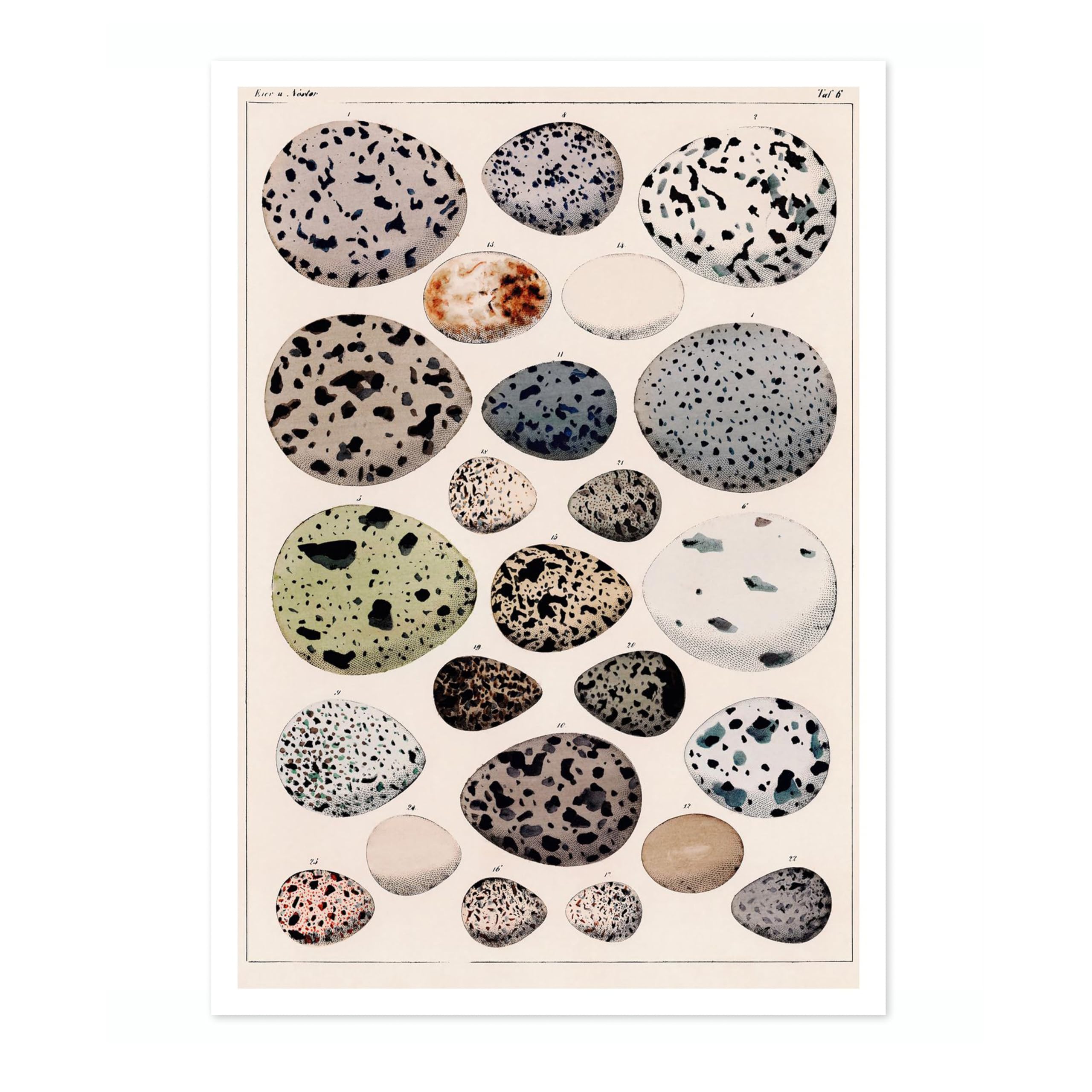 Dinosaur Eggs Poster, Vintage Botanical Art Prints, Retro Encyclopedia Illustration Wall Art Plants Botany Pictures, Bedroom Living Room Home Decor, A3 (Print Only) - 42x29.7cm