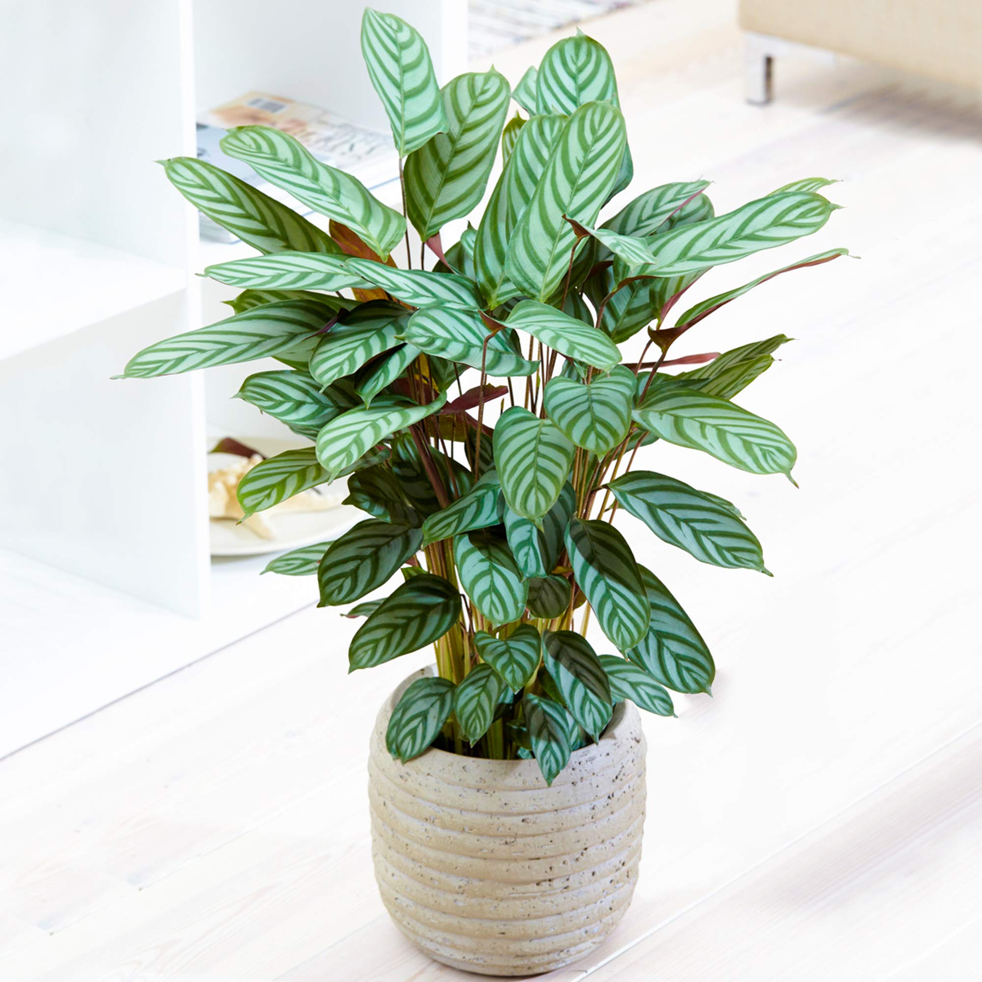 1 x Calathea Compact Star | 30-40cm Potted | Perfect Home or Office Plant