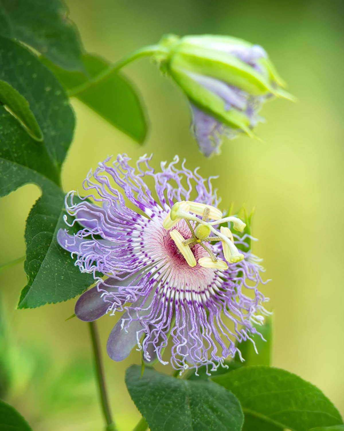 Herb Pharm Certified Organic Passionflower Liquid Extract - 4 Fl Oz - Image 8