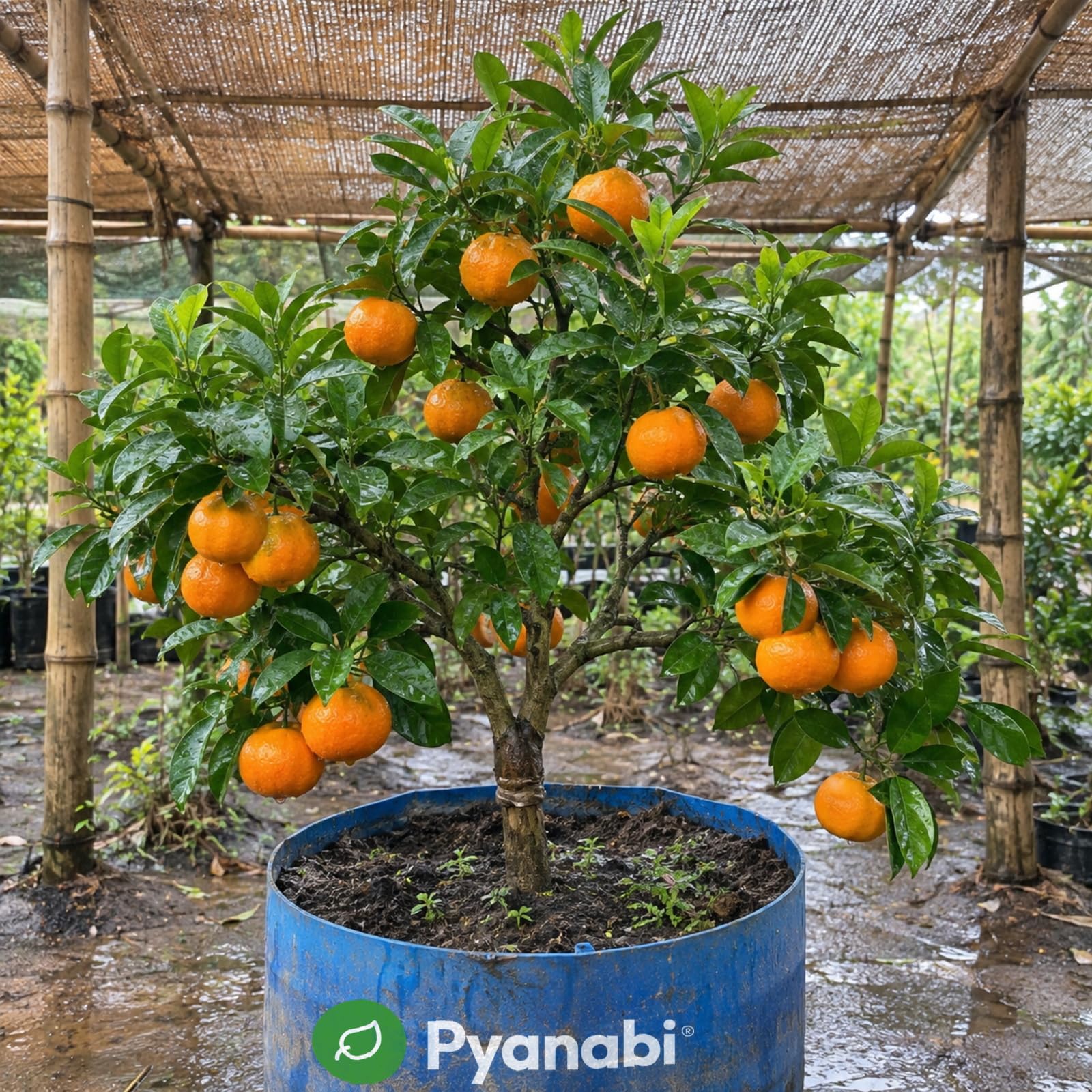 Meyer Lemon Plant - Grow Your Own Citrus! -22