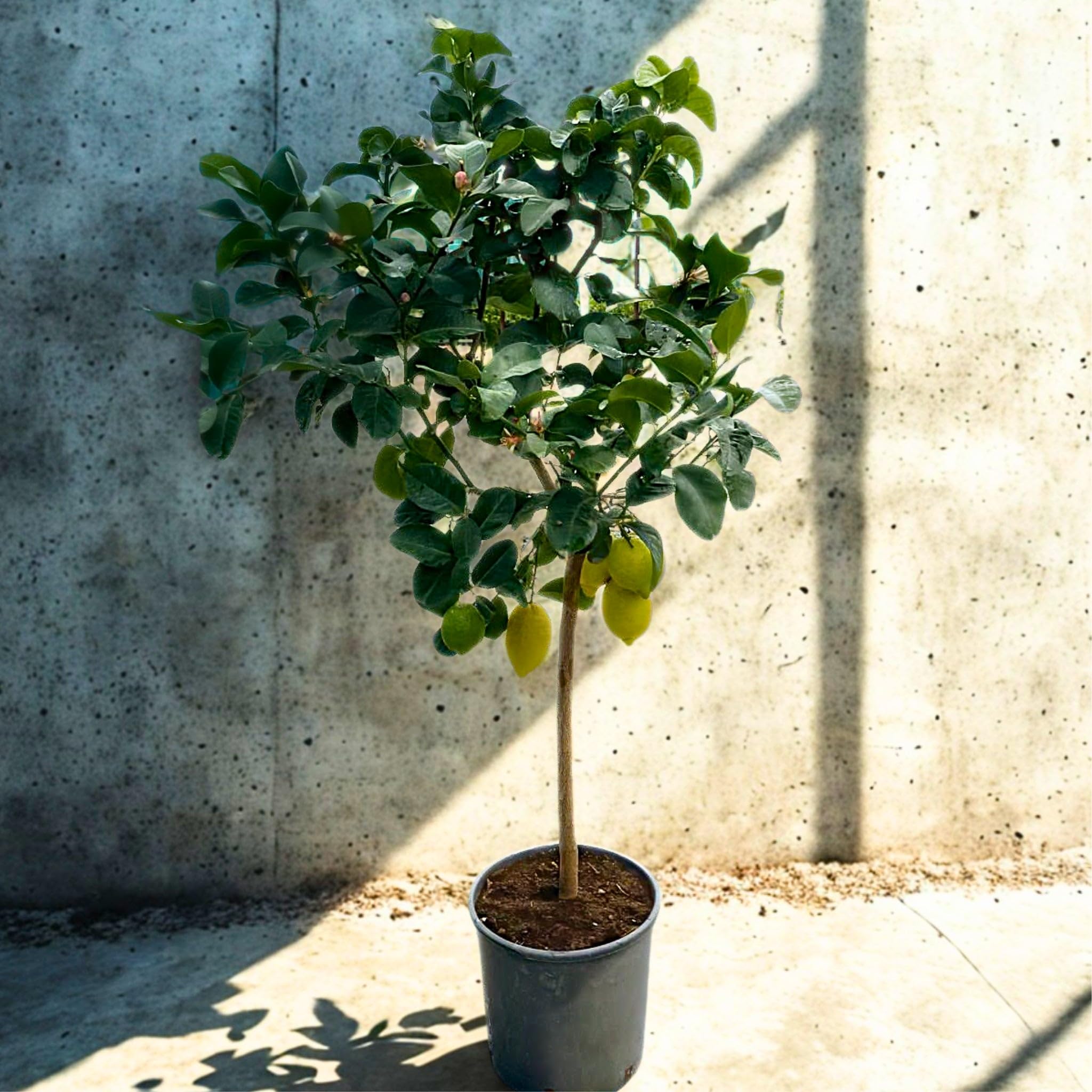 Limone 4 Stagioni Citrus limon 'Lunario' - Pianta di Agrume da Frutto in Vaso, Verde, 65/70 cm
