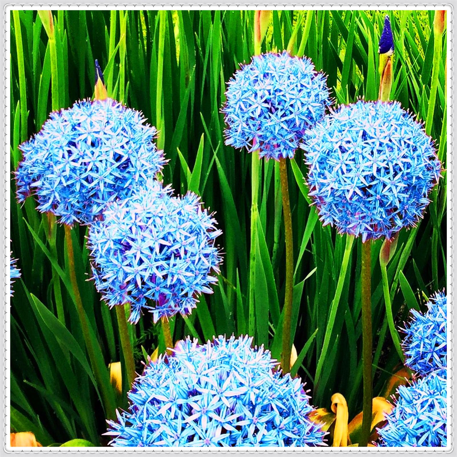 Perennial,Giant Allium Bulbs, Hardy, Professional for Beautiful Garden Displays-15 Bulbs-H