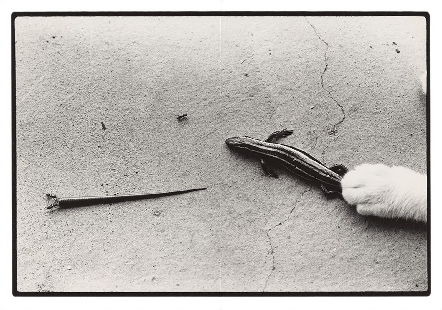 Sasuke - Masahisa Fukase