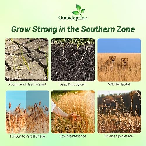 Miniatura 7 de Outsidepride Mezcla de semillas de césped nativo alto perenne de 25 libras de semillas de granos azules, hierba conmutadora y semillas de hierba