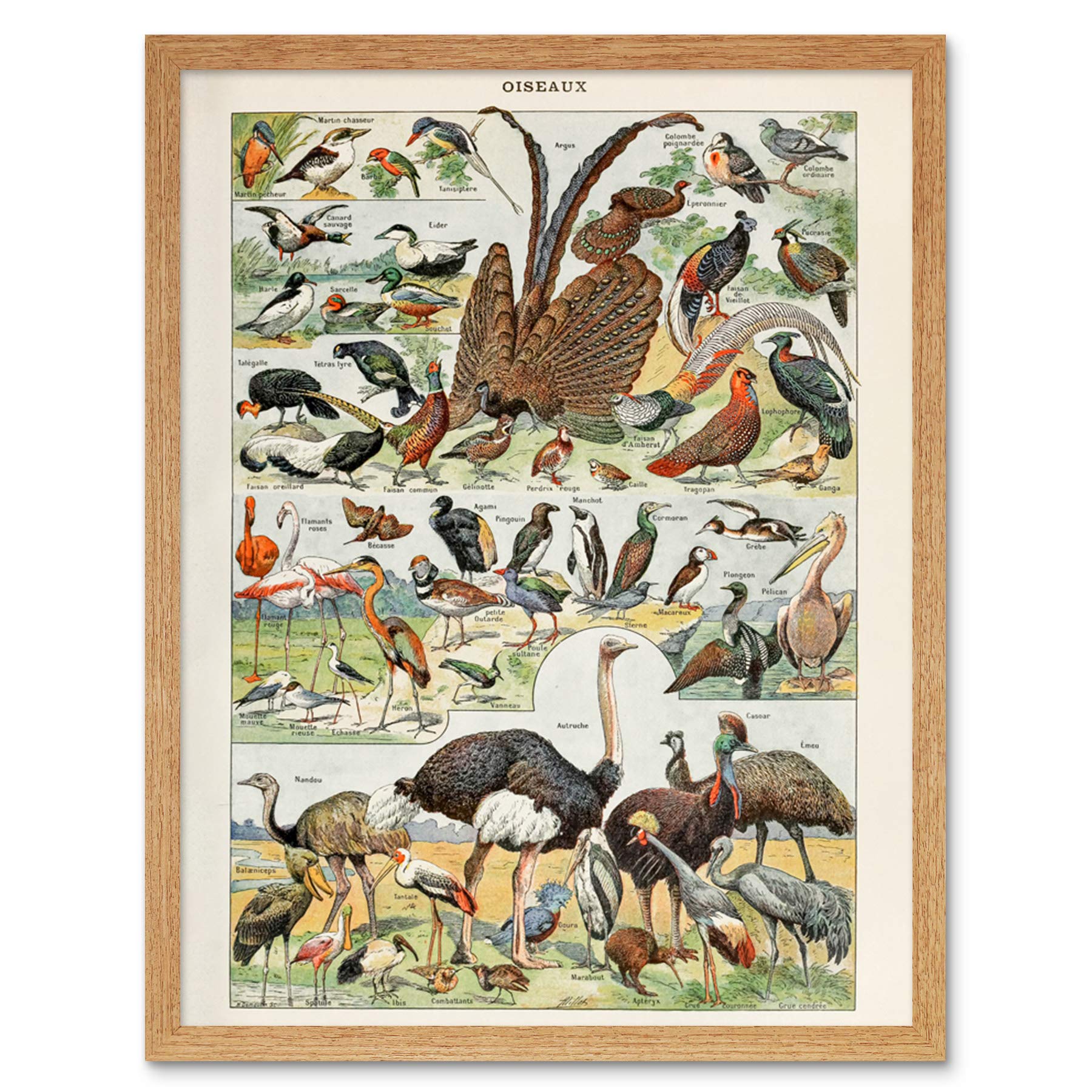 Artery8 Birds Ostrich Flamingo Millot Encyclopedia Page Art Print Framed Poster Wall Decor 12X16 Inch