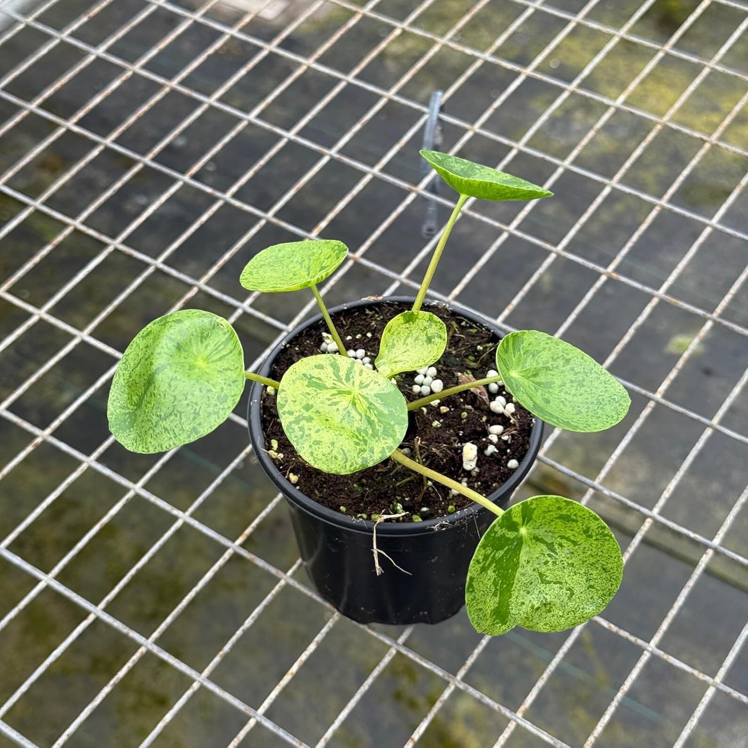 Pilea Mojito Live Plant | Pilea Peperomioides Starter House Plants | Variegated Money Plant | Indoor Outdoor Houseplants | Rare Garden Gifts (Heat Pack Included)