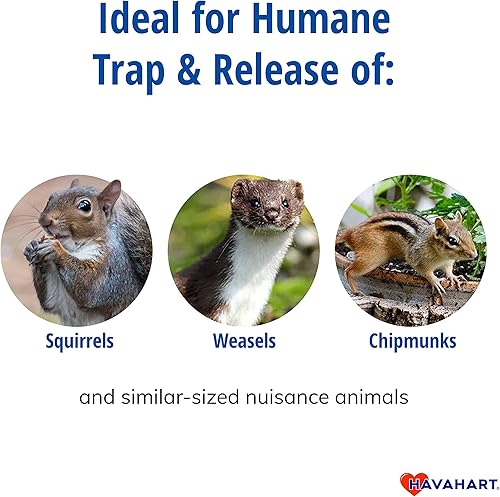 Miniatura 2 de Havahart Pequeña trampa para animales de captura y liberación humana de 1 puerta para ardillas, comadrejas, ardillas y otros animales, captura y