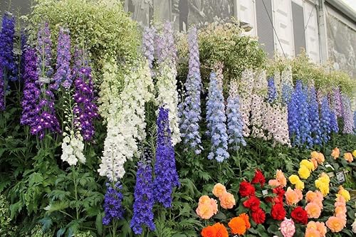 Miniatura 6 de Semillas Delphinium Giant Tall Mix - Orgánico