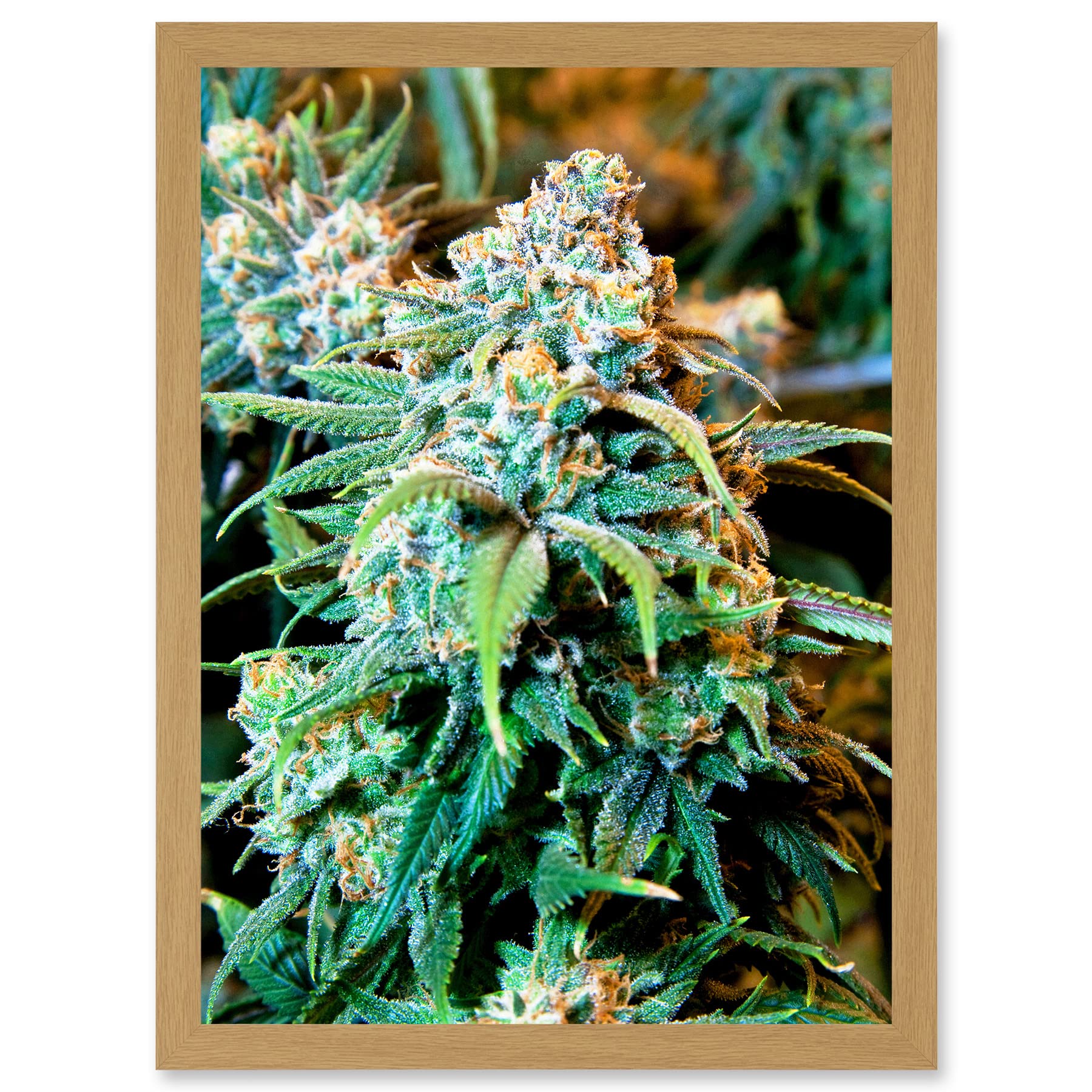 Artery8 Photography Nature Cannabis Marijuana Bud Weed Plant Artwork Framed Wall Art Print A4
