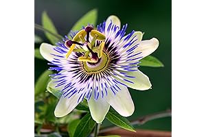 Outsidepride 50 Seeds Perennial Passiflora Caerulea Passion Flower Seeds for Planting