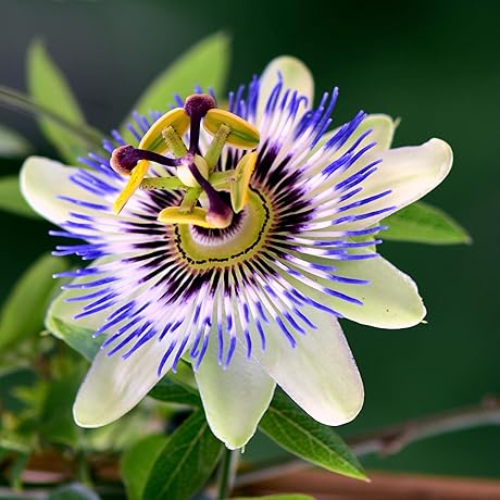 Outsidepride 50 Seeds Perennial Passiflora Caerulea Passion Flower Seeds for Planting