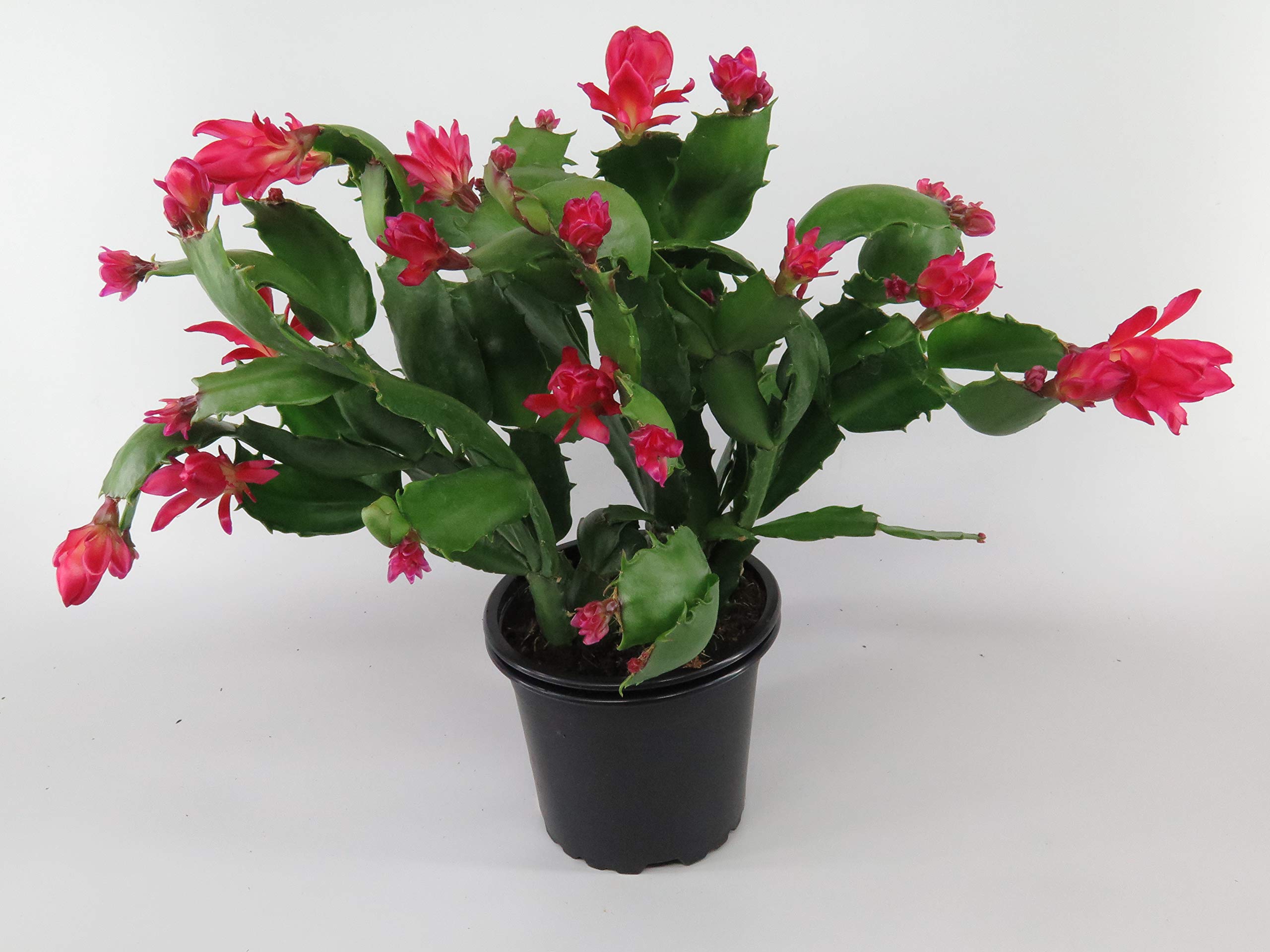 KOLKATA ORCHID ONLINE ZygoCactus Christmas Red Flower Exotic House Plant with 20 inch Pot (B07C1KYF95) Amazon Price History, Amazon Price Tracker