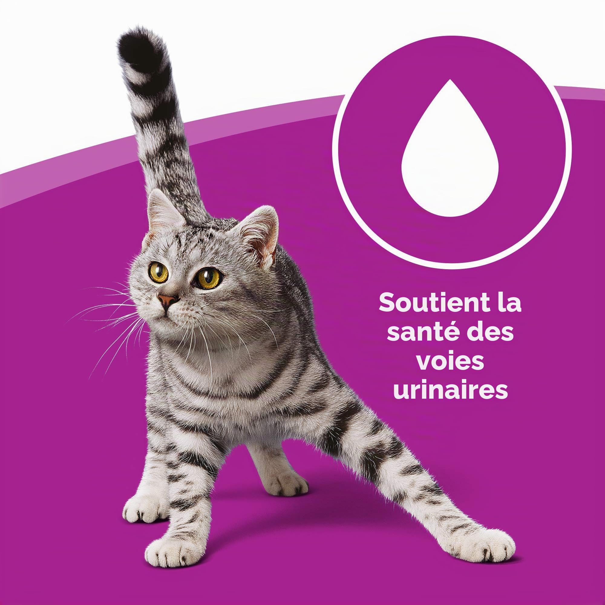 WHISKAS Repas pour Chat - 84 Sachets Fraîcheur 100g - Pâtée en Sauce - Poulet / Dinde / Canard / Volaille - Nourriture Complète & Equilibrée, Ingrédients Naturels, Adapté Chat Stérilisé