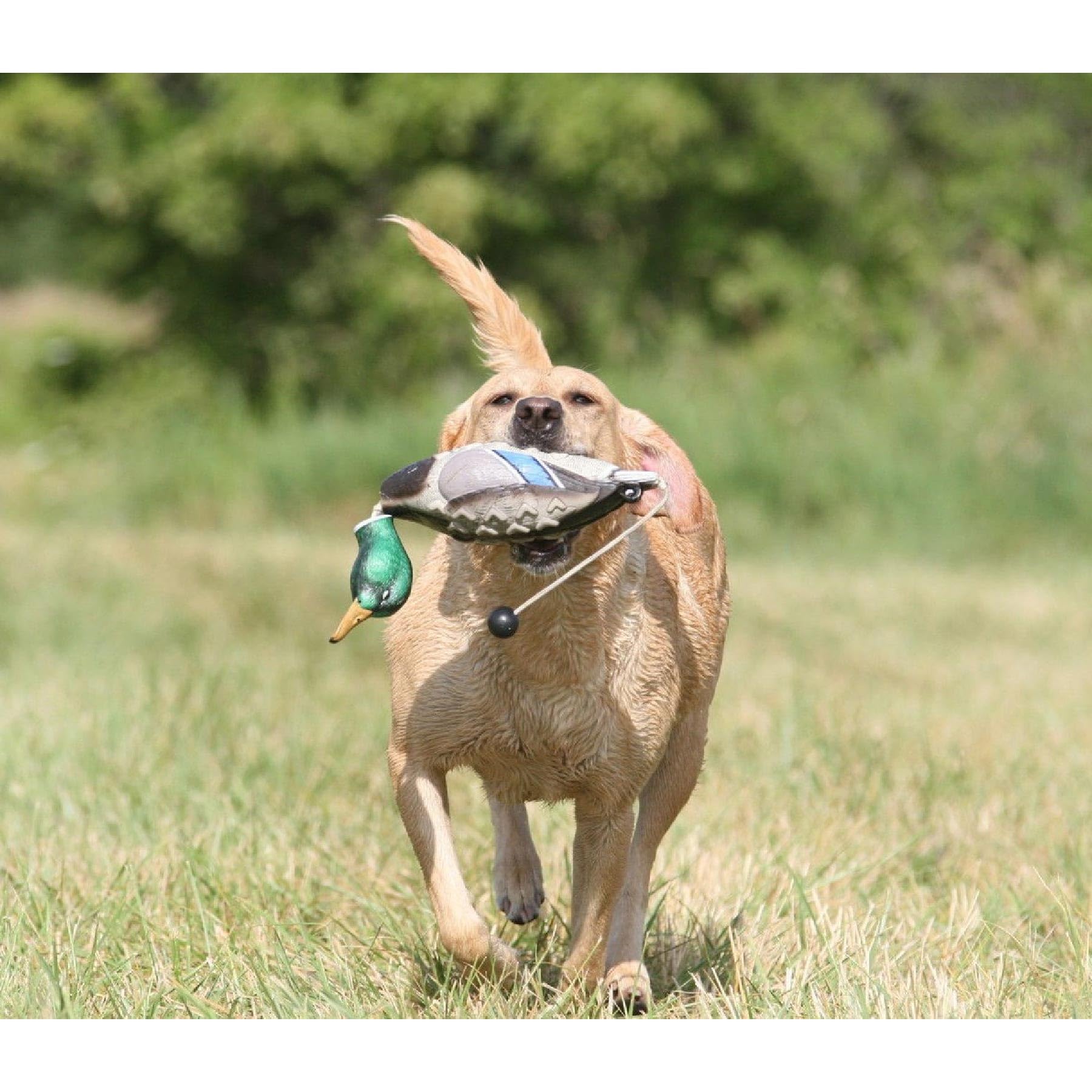 Avery Sporting Dog EZ-Bird, Stockente, Douleur à rapporter, Jouet pour Chien, entraînement pour Chien, Flottant, env. 28 x 15 x 9 cm.