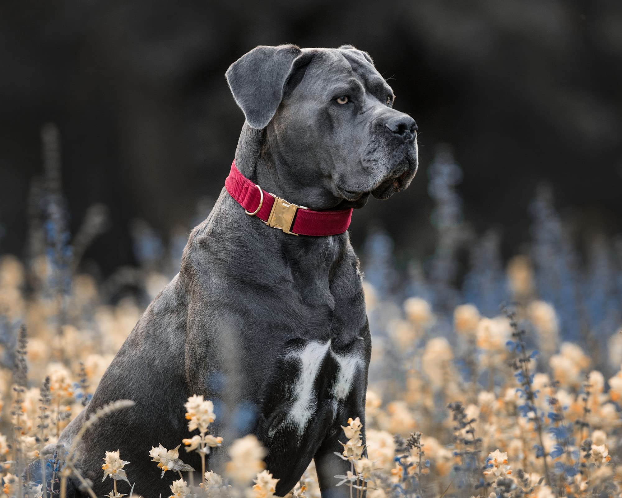 YUDOTE Collare per cani ultra morbido in velluto a coste di cotone naturale realizzato per cani di taglia grande con pelle sensibile, rosso