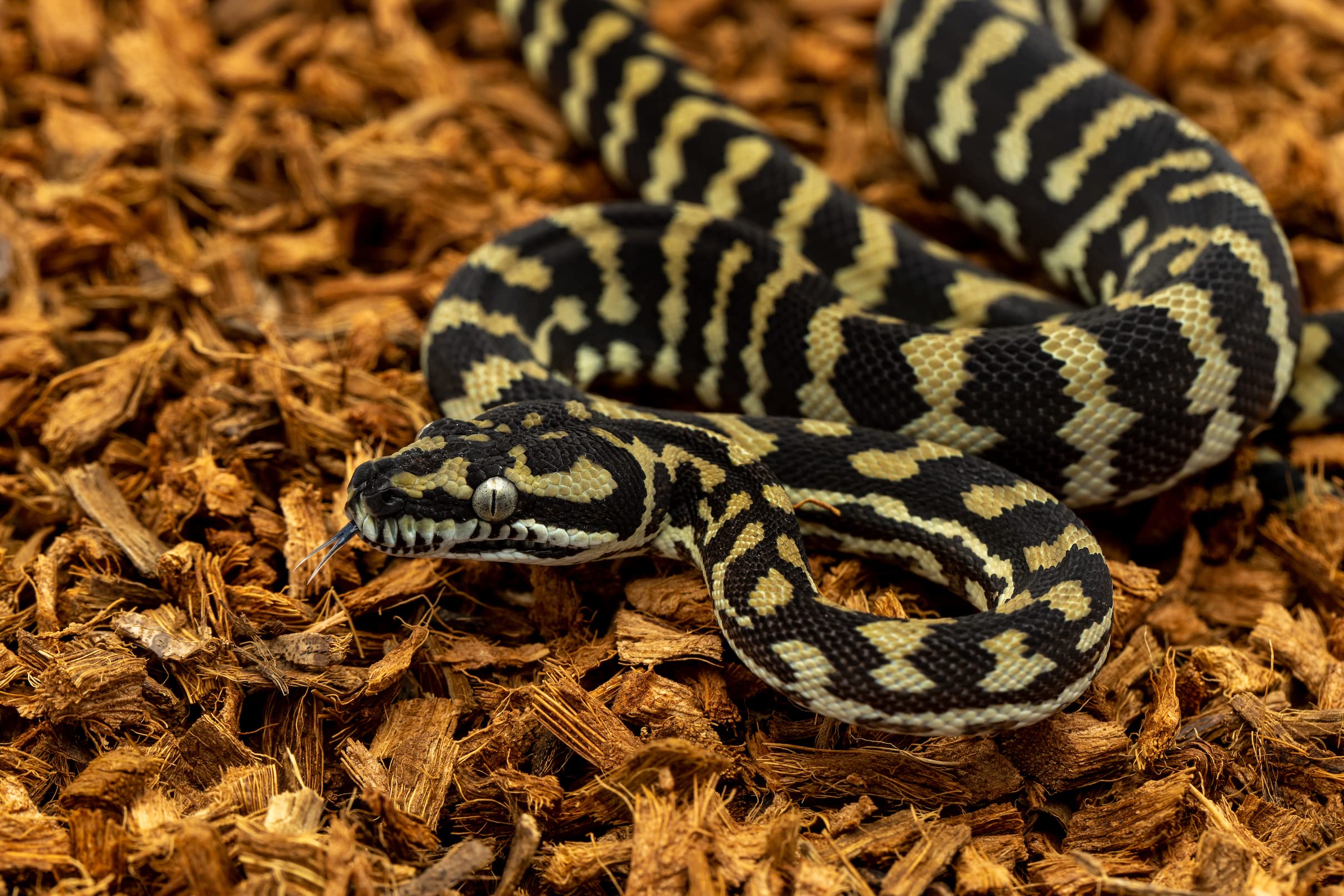 BabiChip - Substrato de reptil de coco pequeño de 12 cuartos de galón y ropa de cama para terrarios de geco, hábitat de tortuga, recintos de pitón de bola y tanques bioactivos, 2 unidades