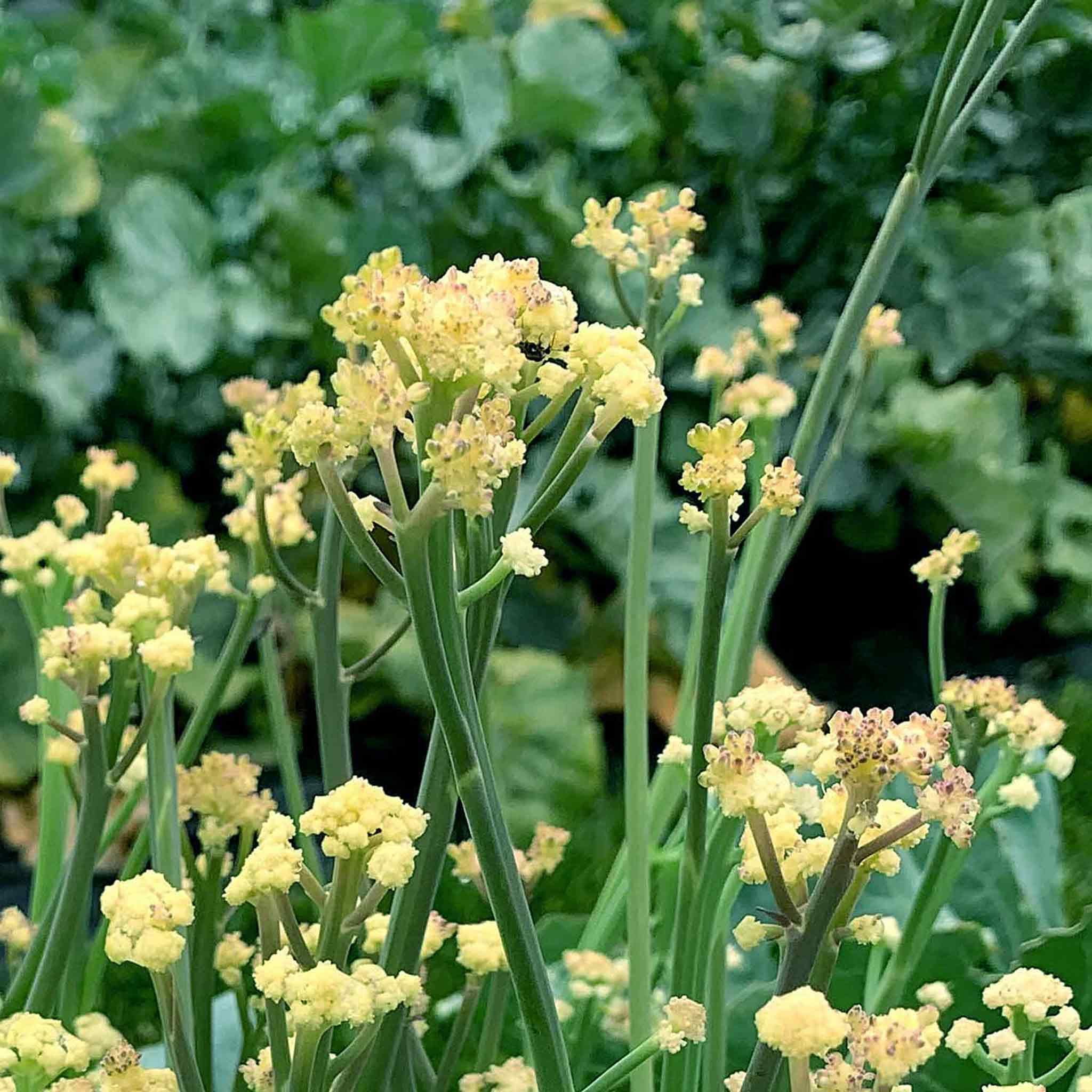 Marshalls Garden Cauliflower Seeds Fioretto - Hybrid Broccoli-Cauliflower (10 Seeds)
