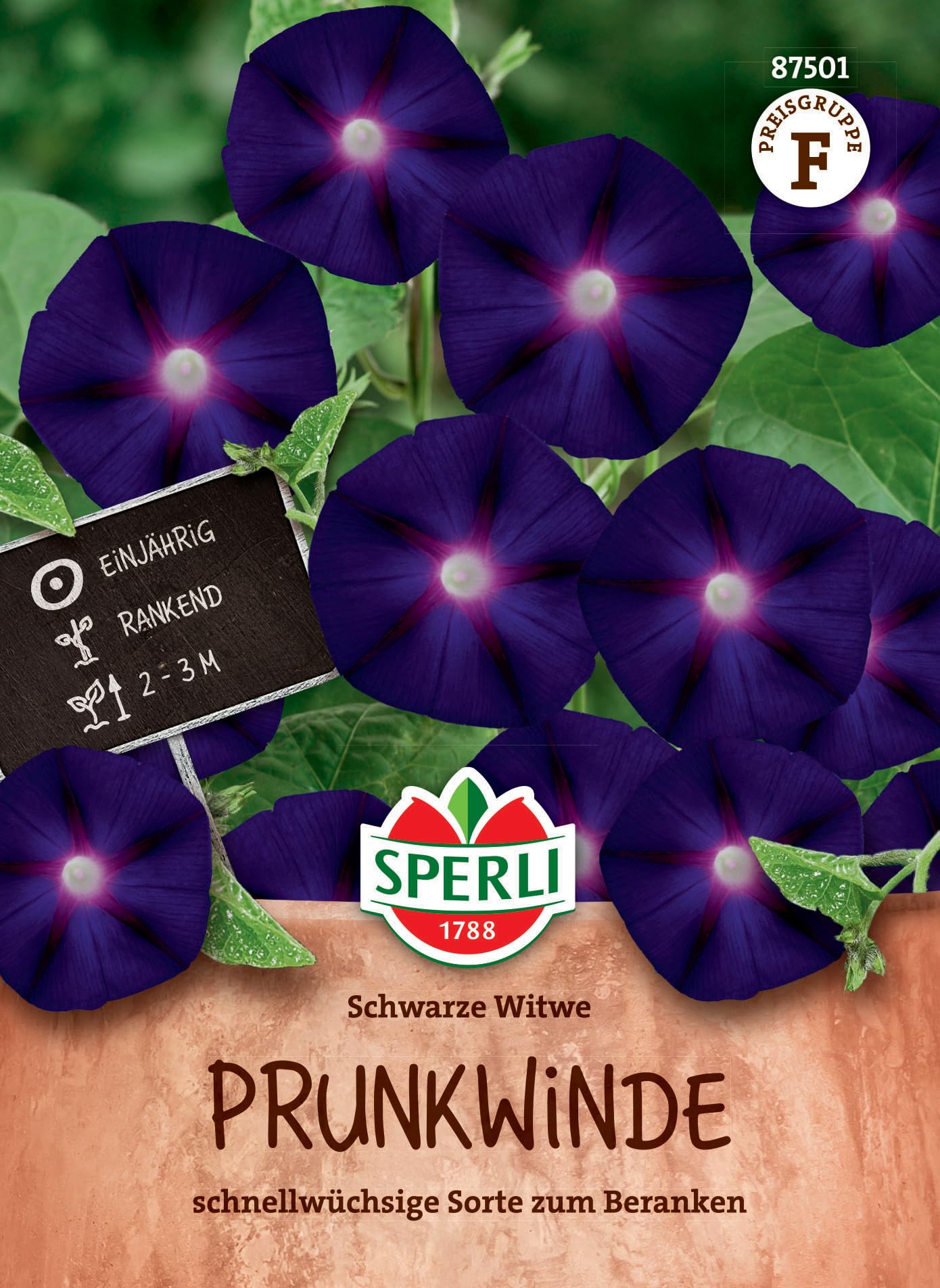 SPERLI Prunkwindensamen Schwarze Witwe - Einjährige Kletterpflanze, Wuchshöhe 2-3m, Ideal für Zäune und Pergolen, Violetten-Roten Blüten, Blumensaatgut