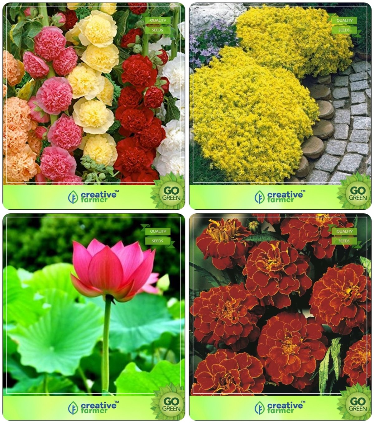 Creative Farmer Flower Seeds Plant Seeds For Office Combo Hollyhock