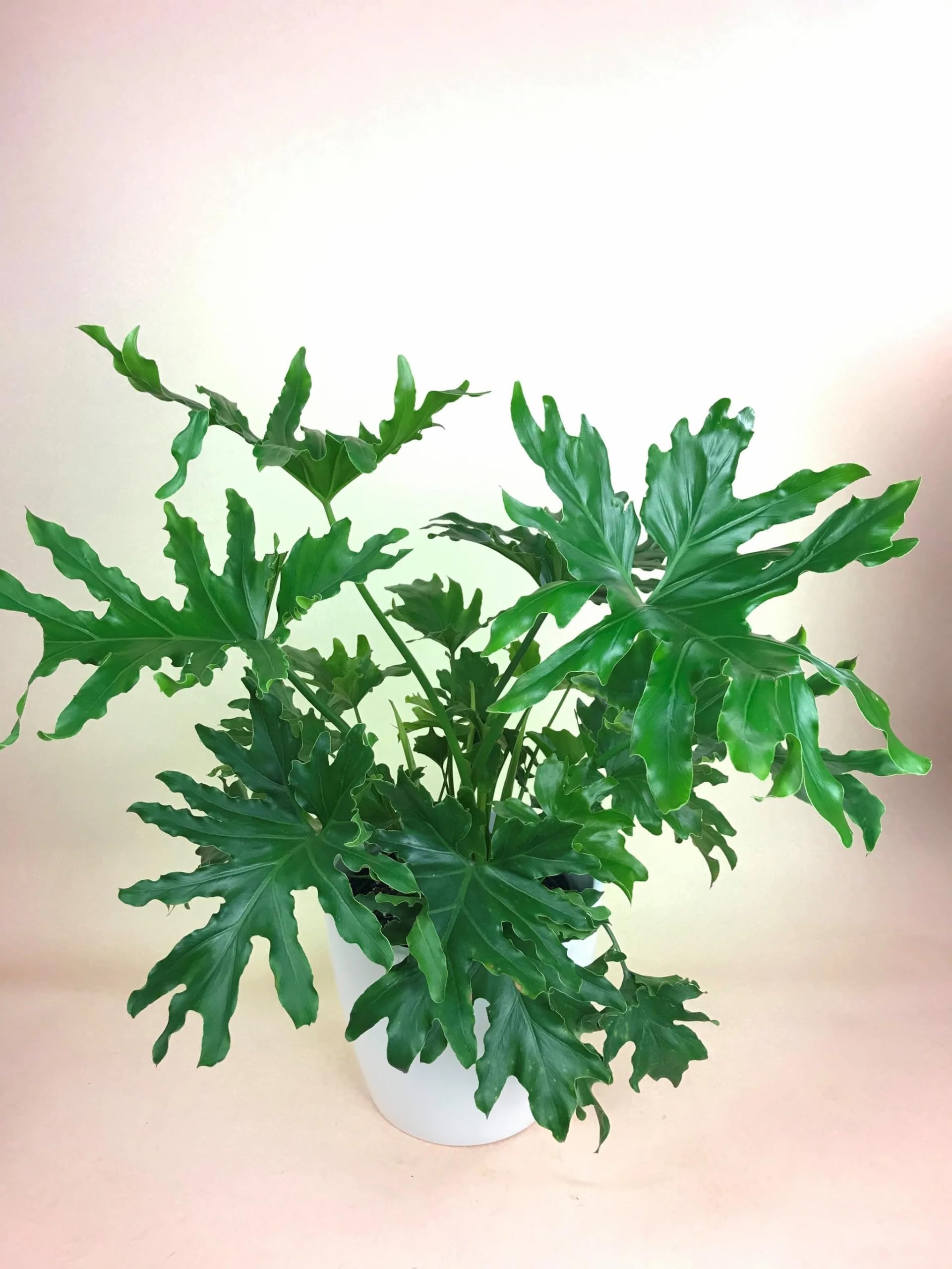 Philodendron Selloum Live Tropical Plant | Beautiful Green Split Leaves | Indoor Outdoor Decor Plant-image-44