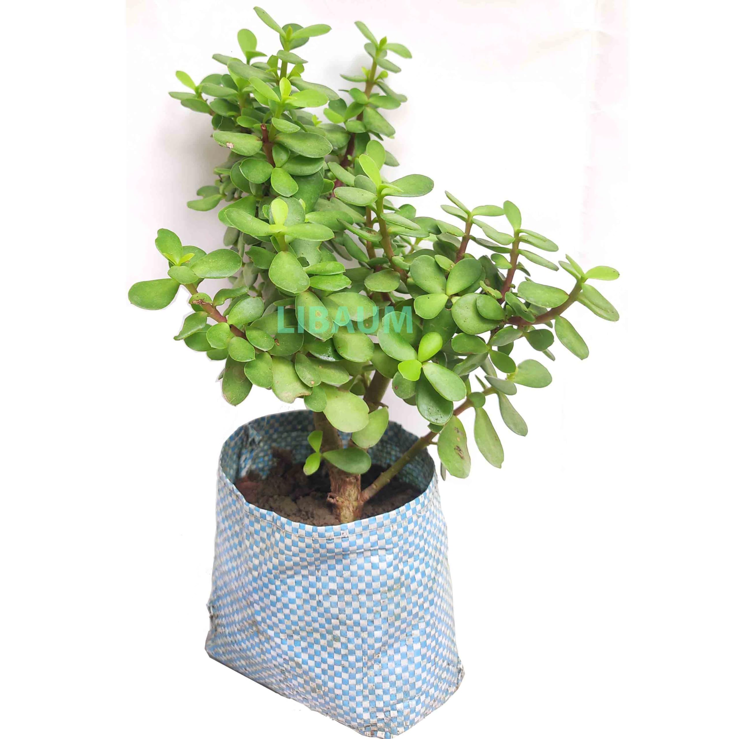 LIBAUM Live Good Luck Jade Plant | Bonsai Crassula Ovata Feng Shui Tree for Indoor & Outdoor Decor | Good Luck Jade Crassula Mini Plants (1 Small Live Plant in Poly Bag)-image-21
