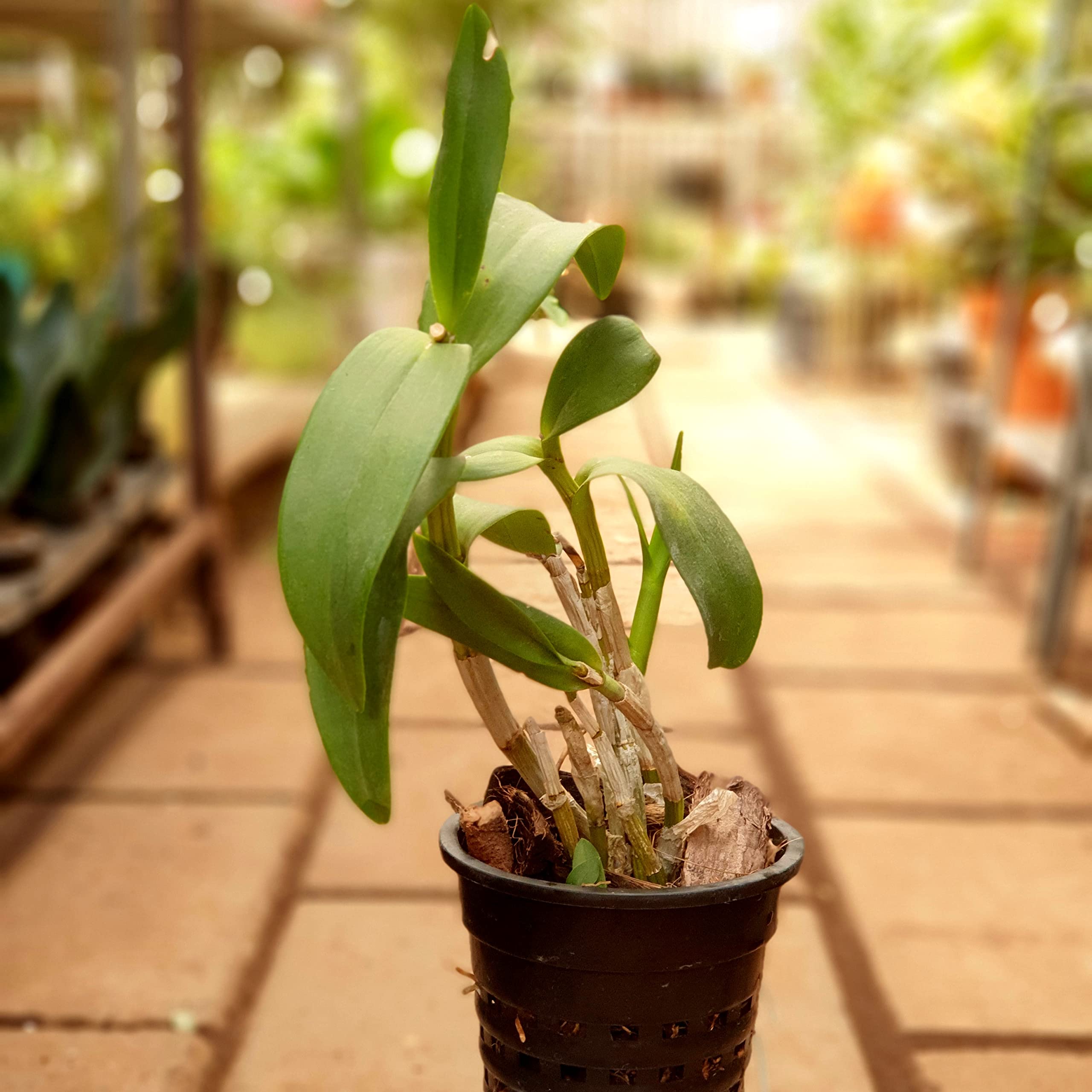 Dendrobium Sonia Orchid (Pot Included)