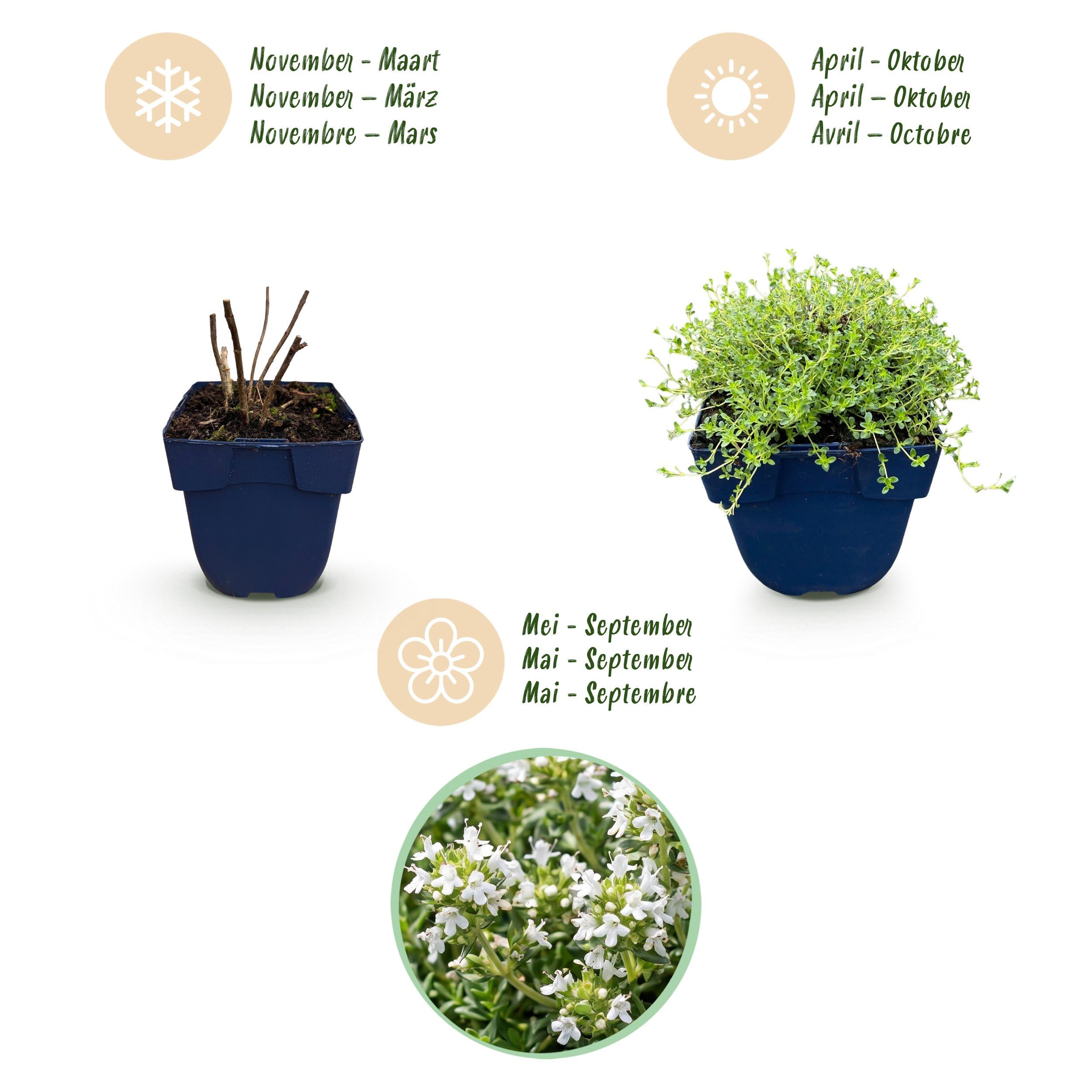 Thymus praecox Albiflorus - Tomillo rastrero blanco - Aromático - Blanco - 24 plantas - 15-25cm - Ø11cm - Planta de jardín