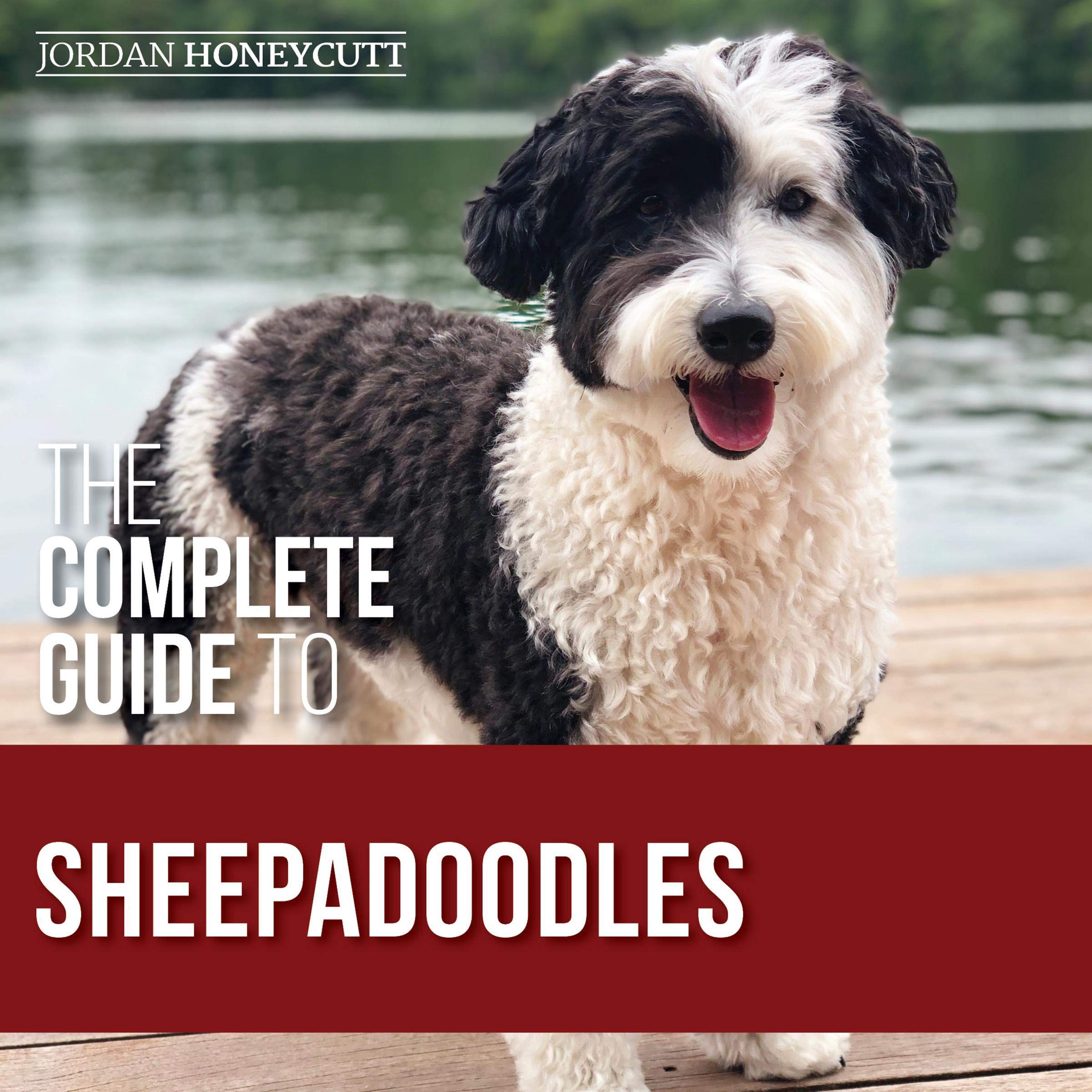 The Complete Guide to Sheepadoodles